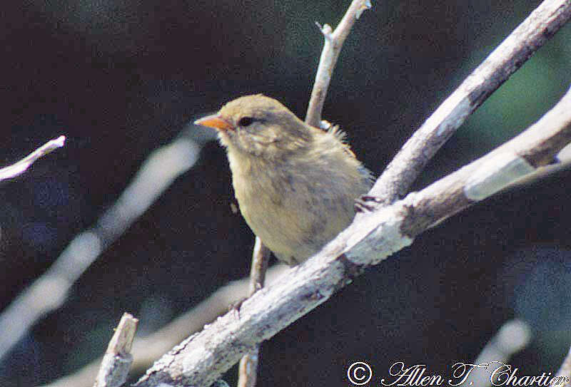 Image de Géospize gris