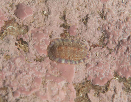 Image of lined red chiton