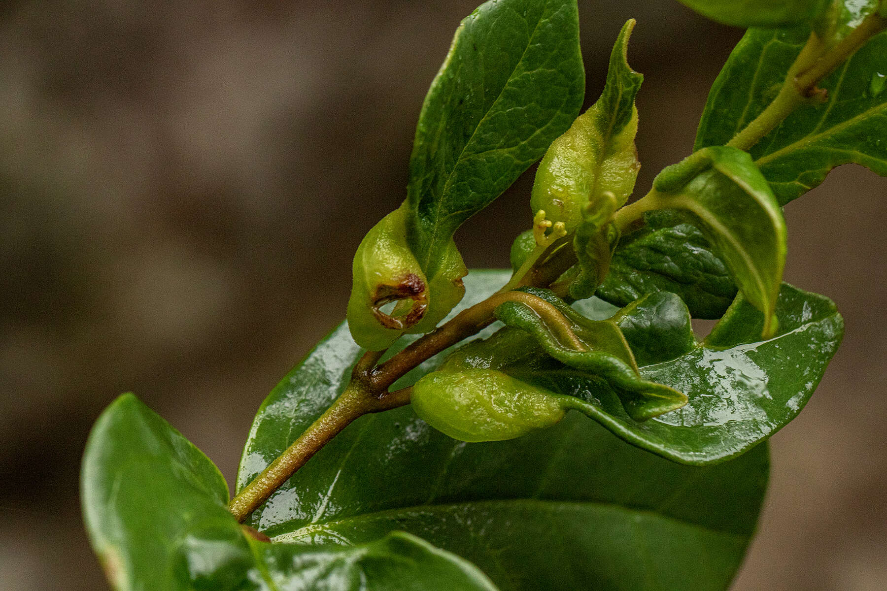 Image of False lemon-thorn