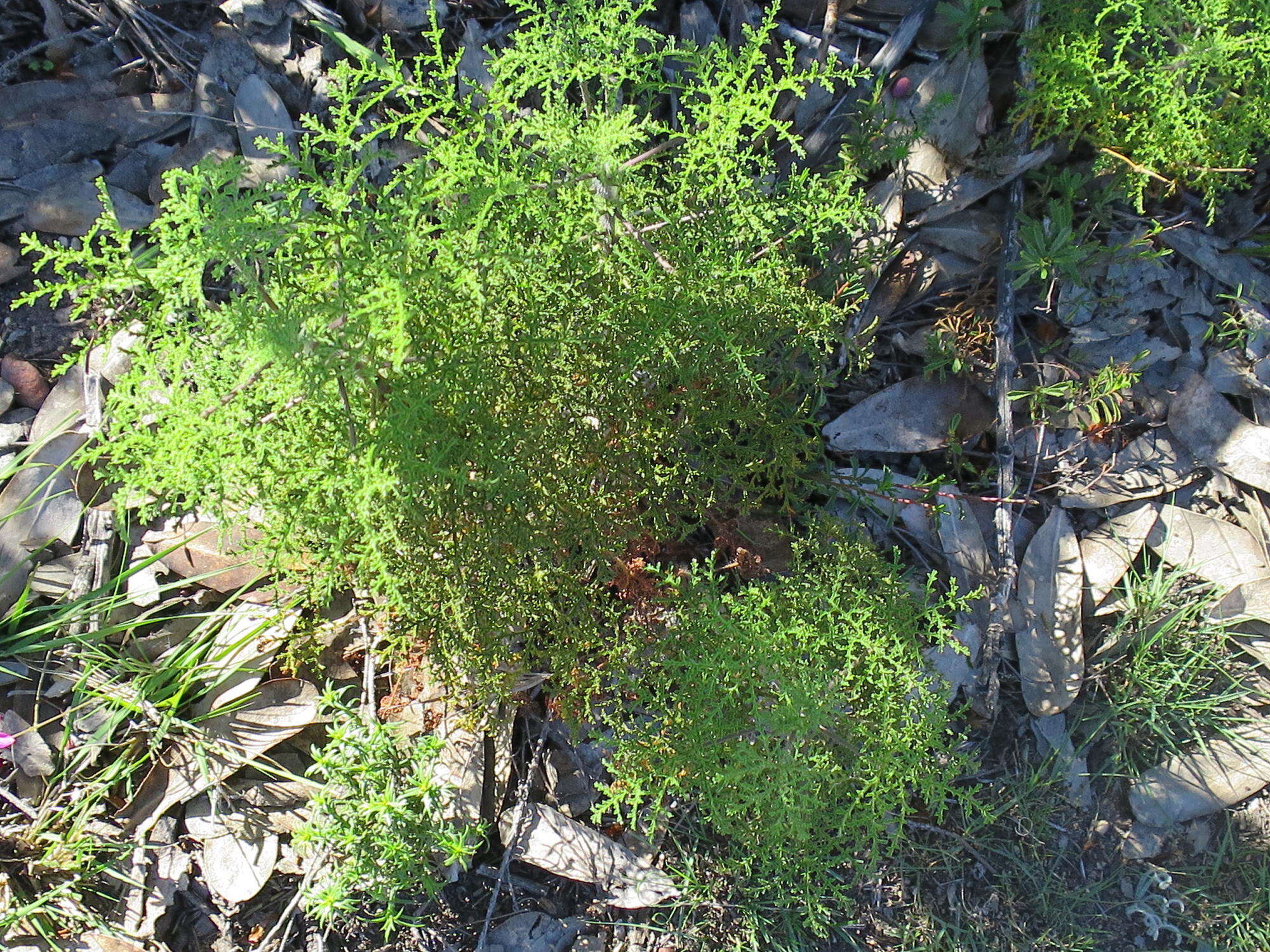 Image of Pelargonium denticulatum Jacq.