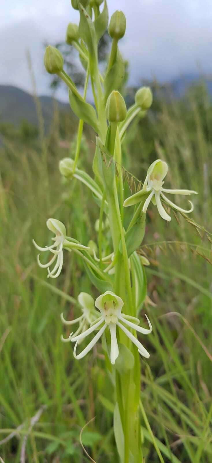 Habenaria macroceratitis Willd.的圖片