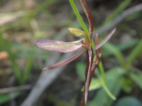 Image of Small Gnat-orchid