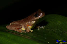 Imagem de Dendropsophus carnifex (Duellman 1969)