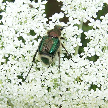 Image de Trichiotinus lunulatus (Fabricius 1775)