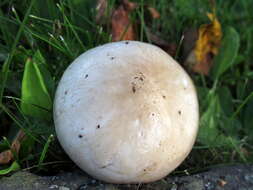 Слика од Hygrophorus glutinosus Peck 1902