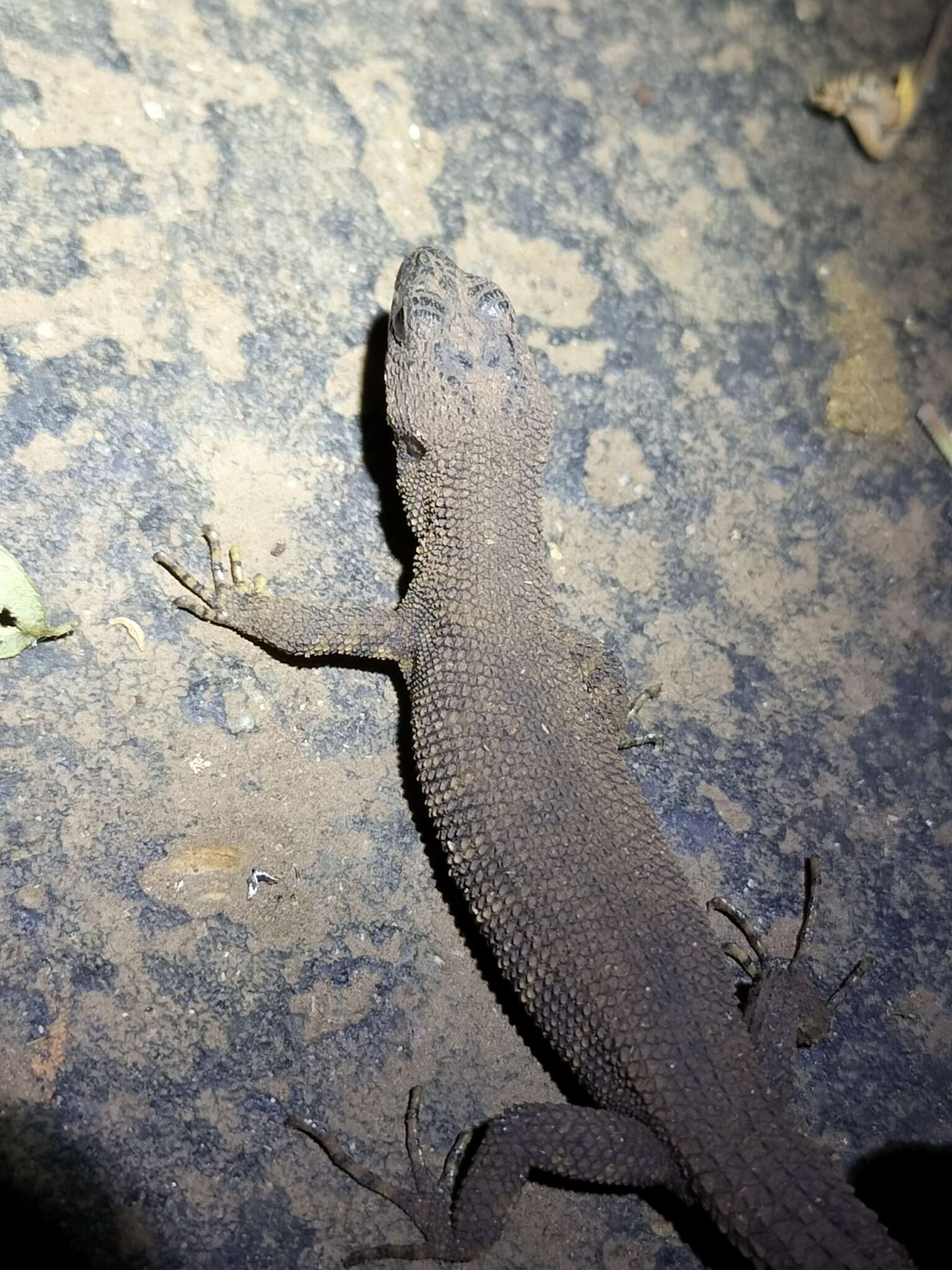 Image of Prickly Forest Skink