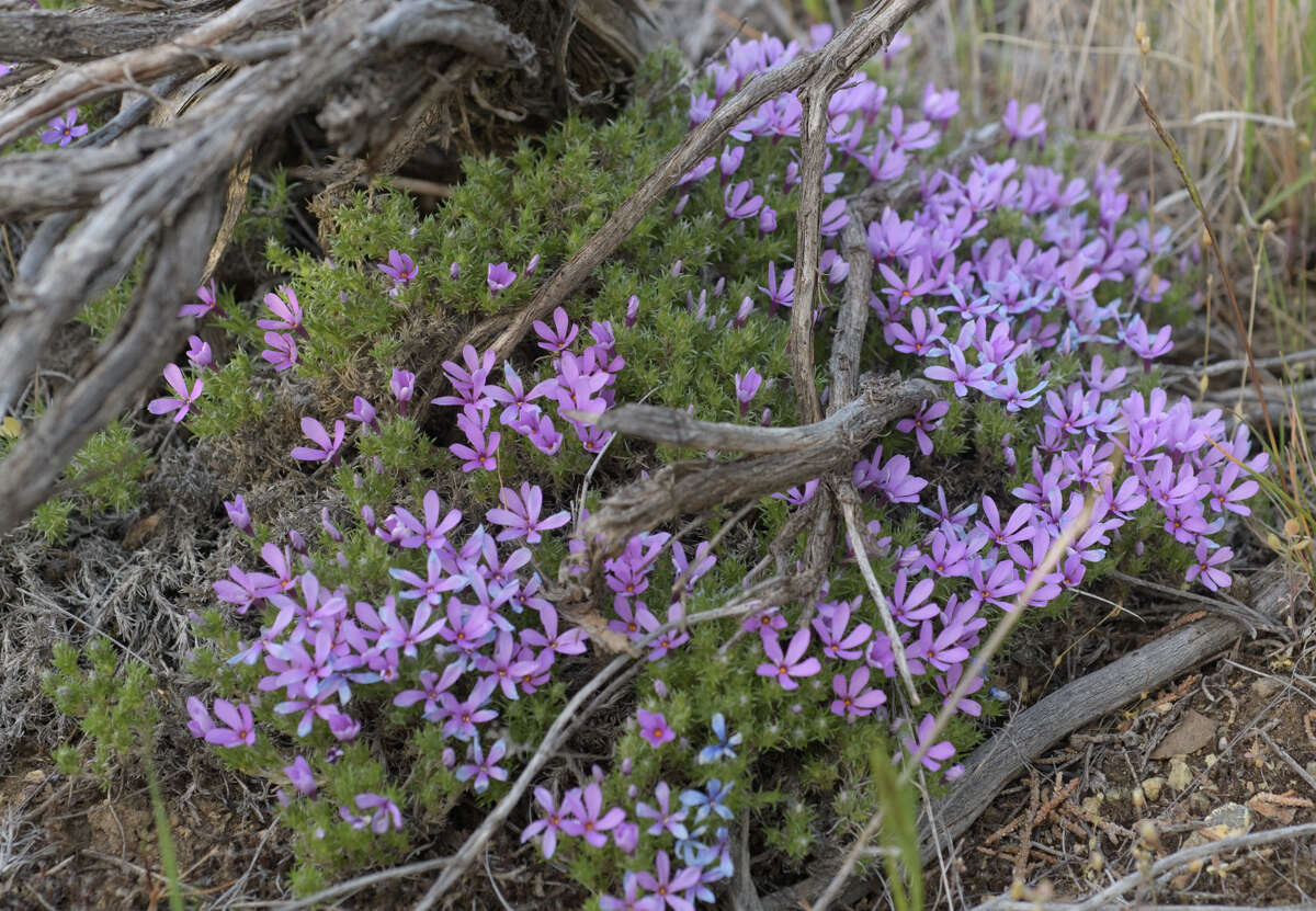 Image of Phlox caespitosa subsp. caespitosa