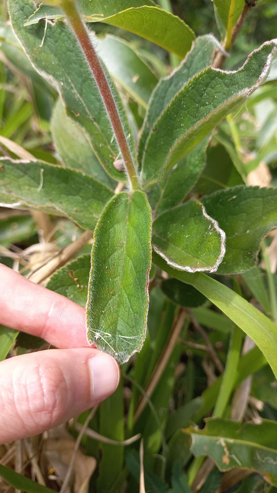 Image of Sinningia douglasii (Lindl.) Chautems