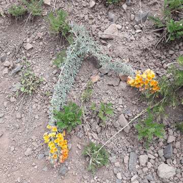 Image of Tropaeolum polyphyllum Cav.