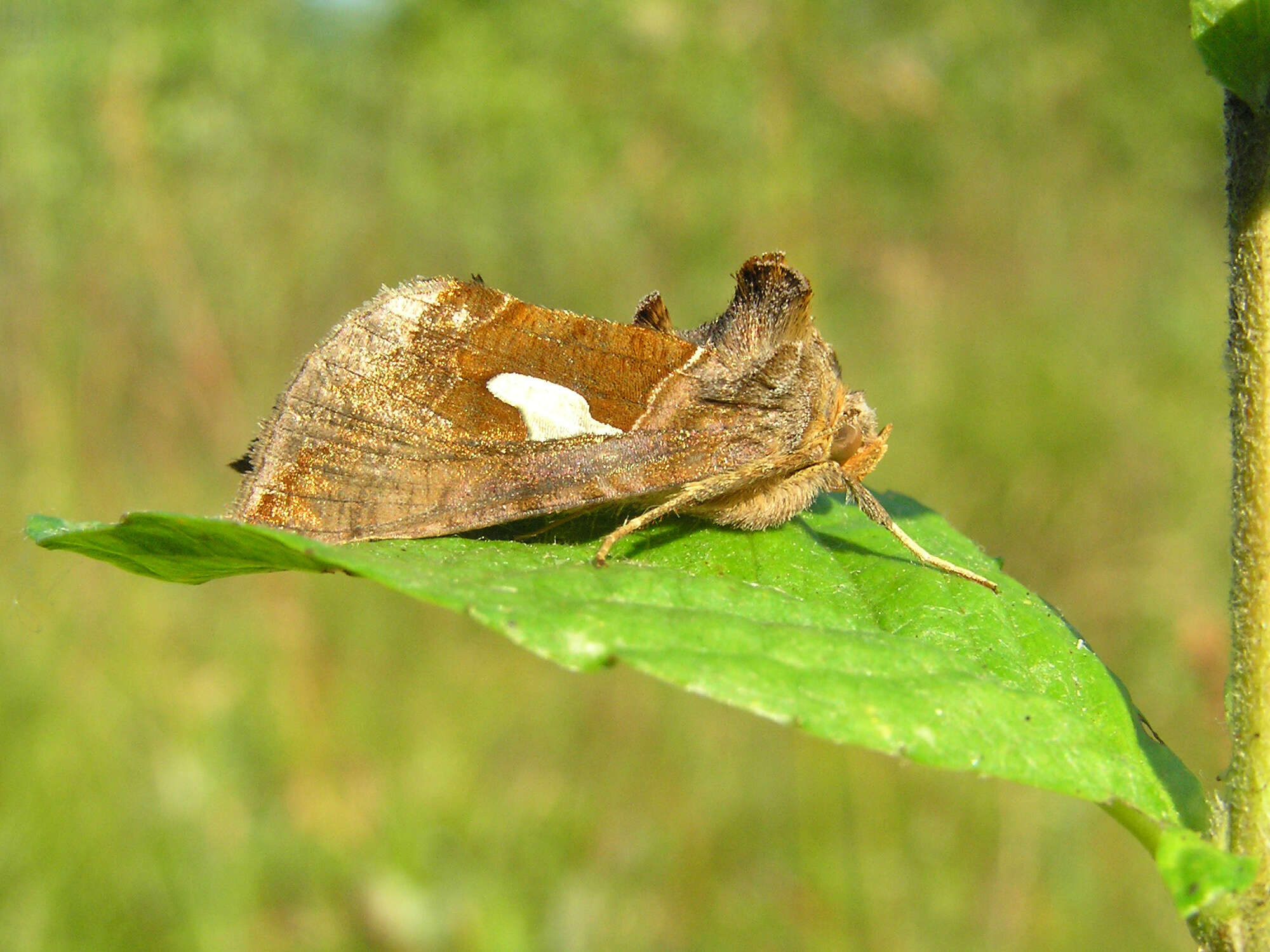 Autographa bractea Schiffermüller 1776 resmi