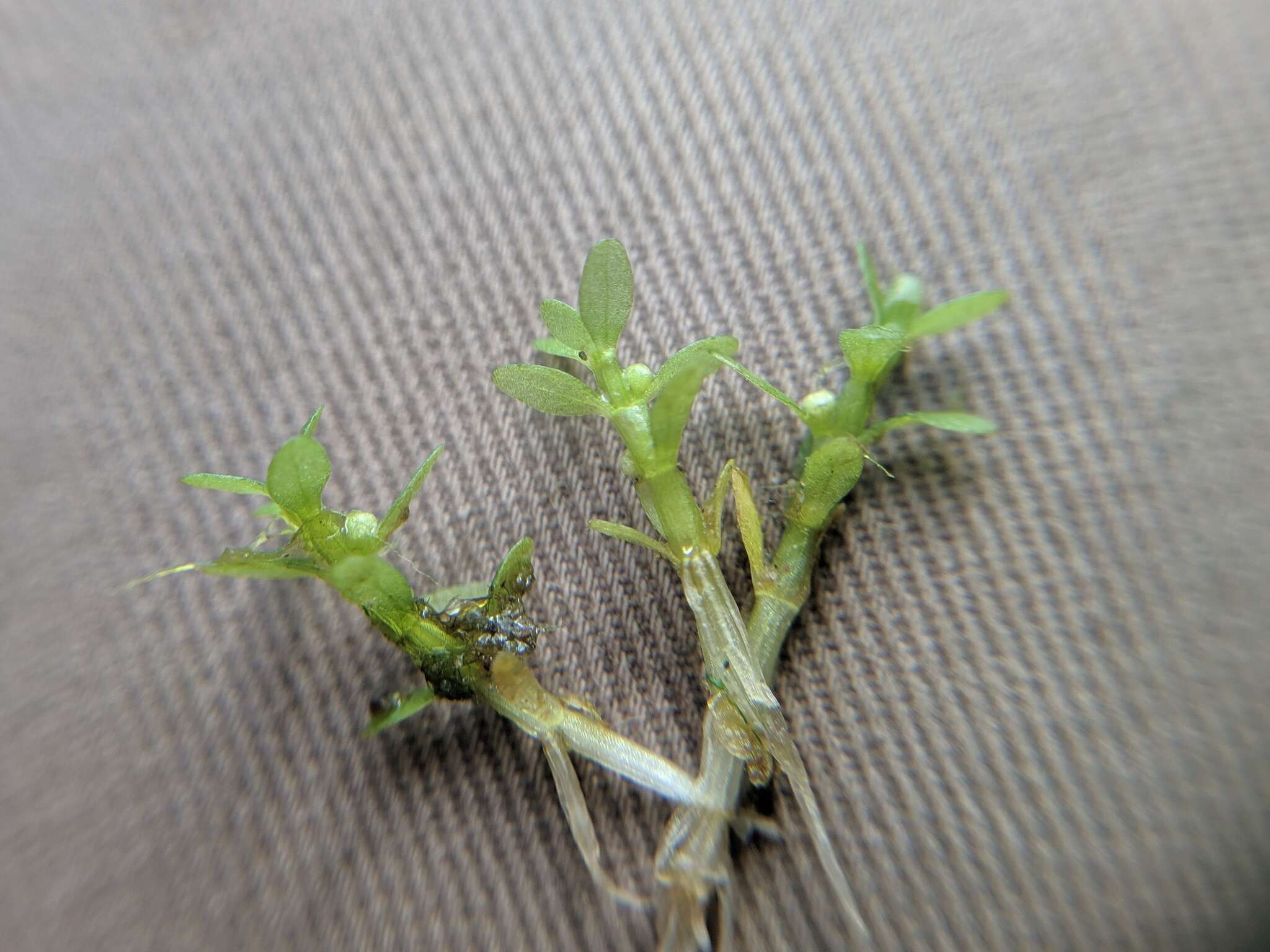 Image of small waterwort