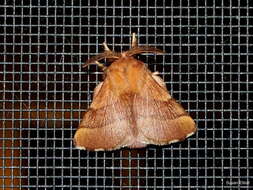 Image of Forest Tent Caterpillar Moth