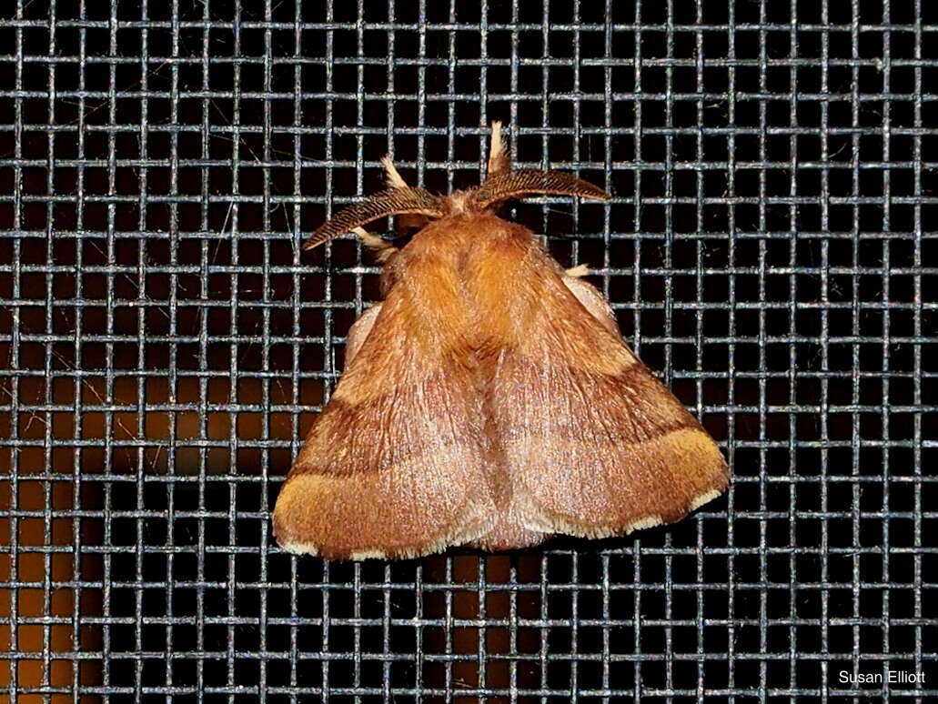 Image of Forest Tent Caterpillar Moth