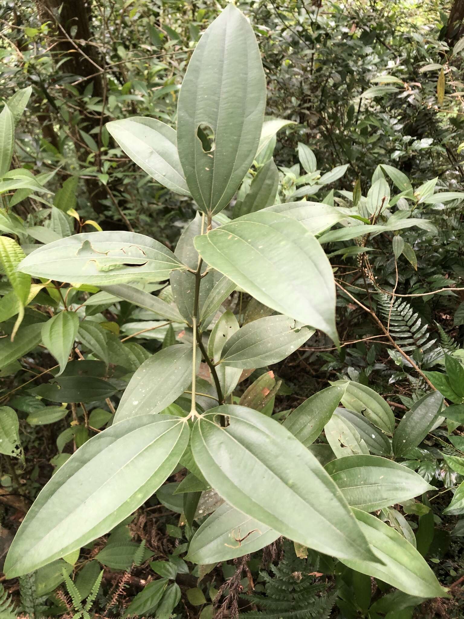 Imagem de Cinnamomum austrosinense Hung T. Chang