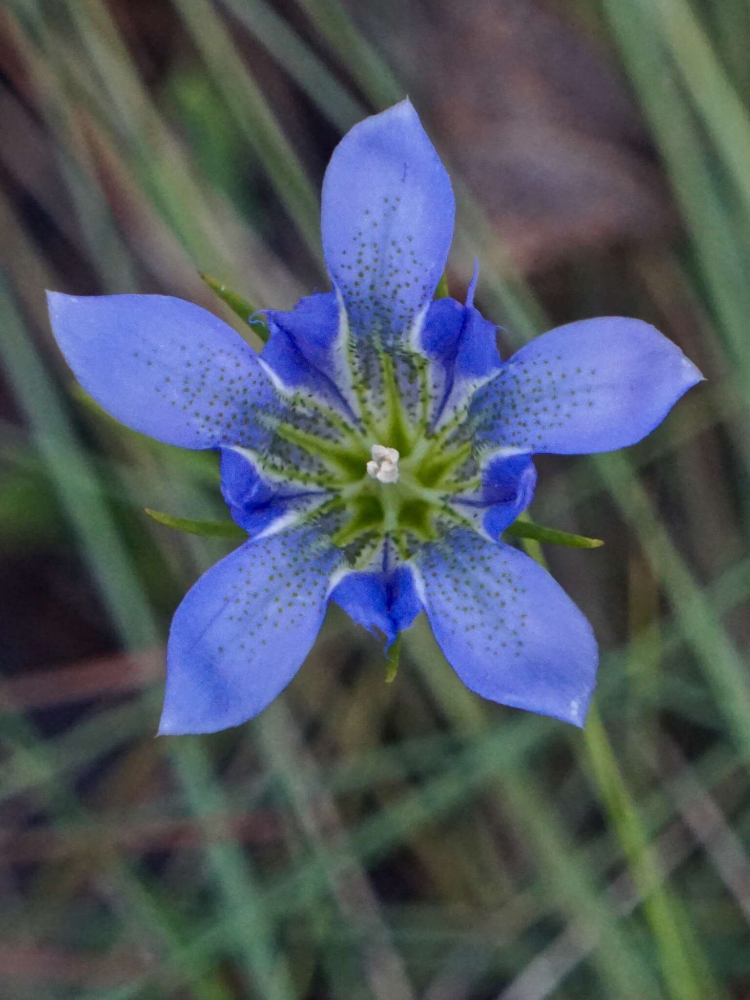 Image de Gentiana autumnalis L.