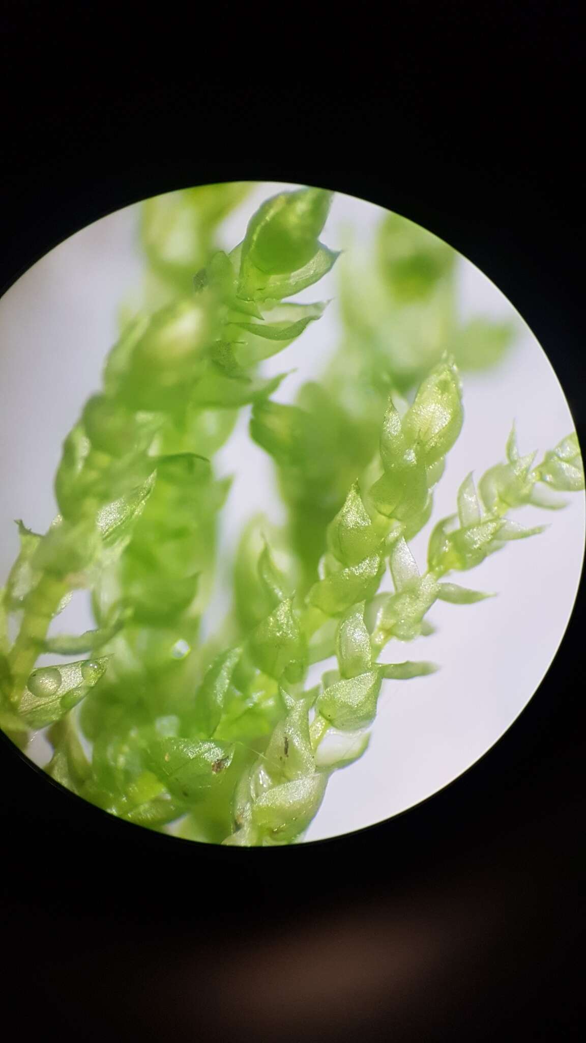 Image of New England bryhnia moss