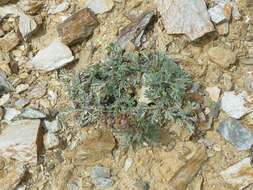 Image of forked wormwood