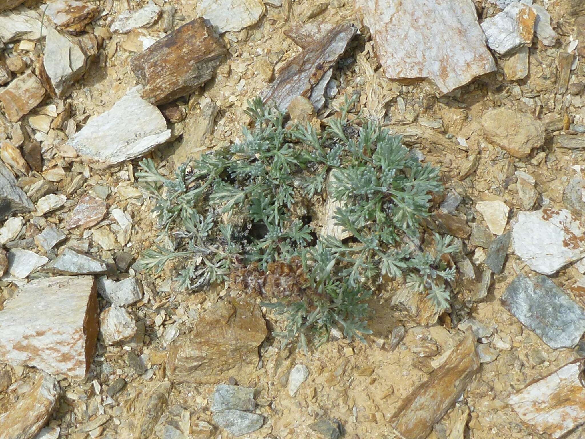 Image of forked wormwood