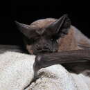 Image of Peale's Free-tailed Bat