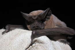 Image of Peale's Free-tailed Bat