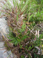 Image of pineland fern