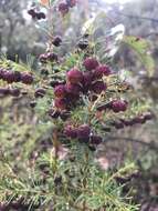 Image of sweet boronia