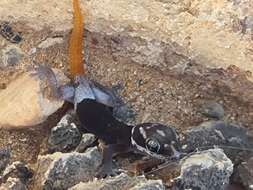 Image of Richtersveld Gecko