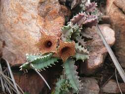 Image of Ceropegia loeseneriana (Schltr.) Bruyns