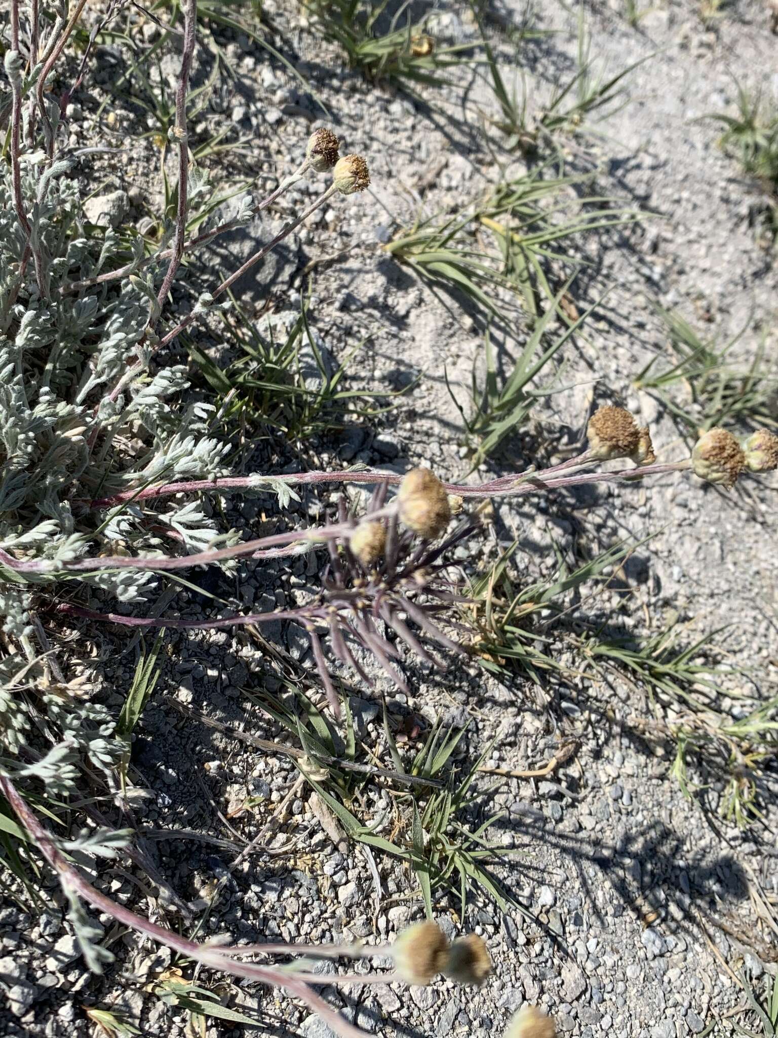 Plancia ëd Artemisia potentilloides A. Gray