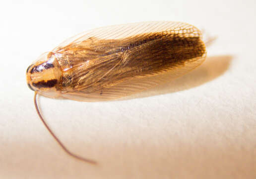 Image of Asian Cockroach