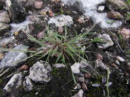 Plancia ëd Muhlenbergia depauperata Scribn.