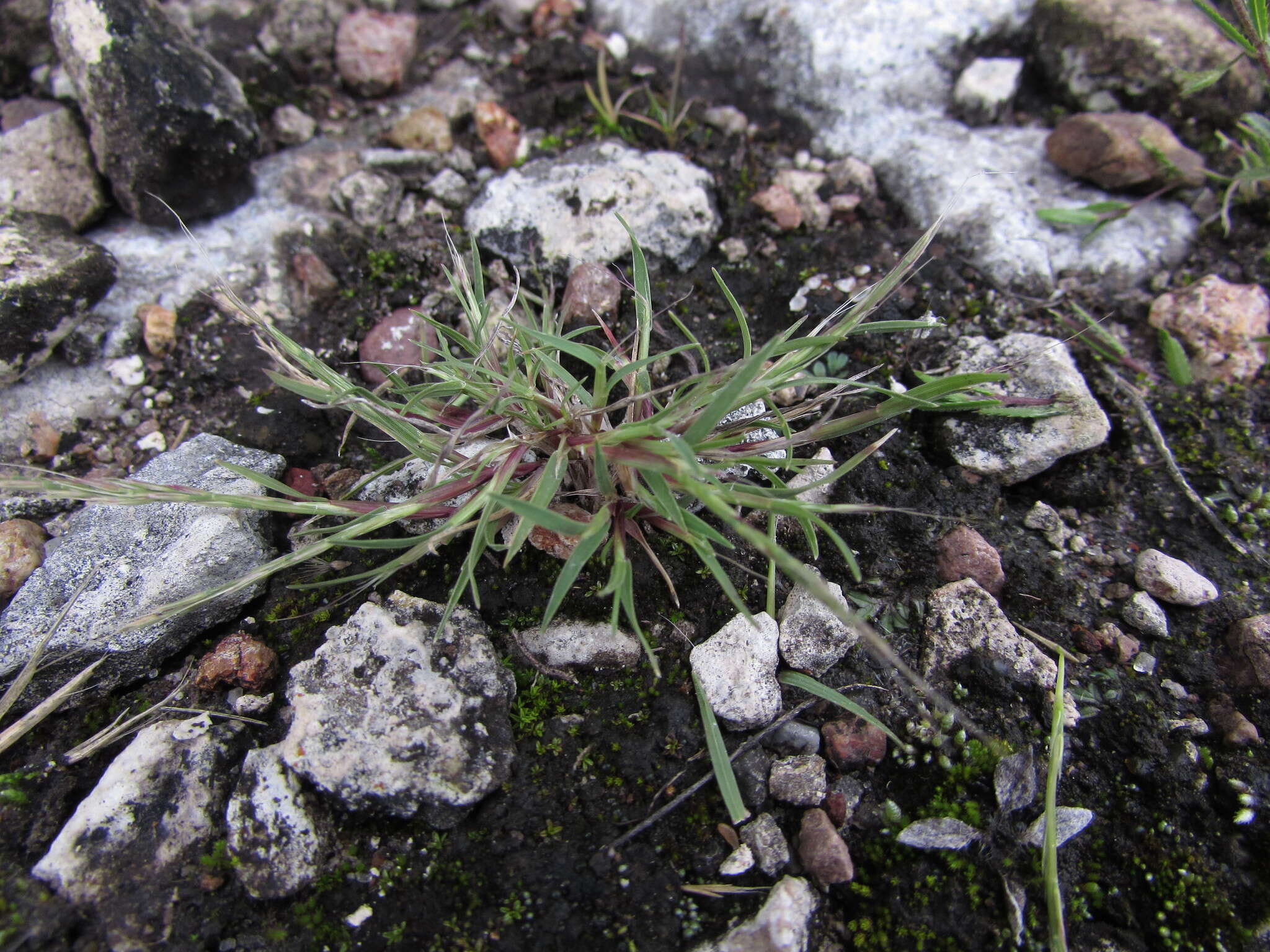 Plancia ëd Muhlenbergia depauperata Scribn.