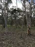 Image of snow gum