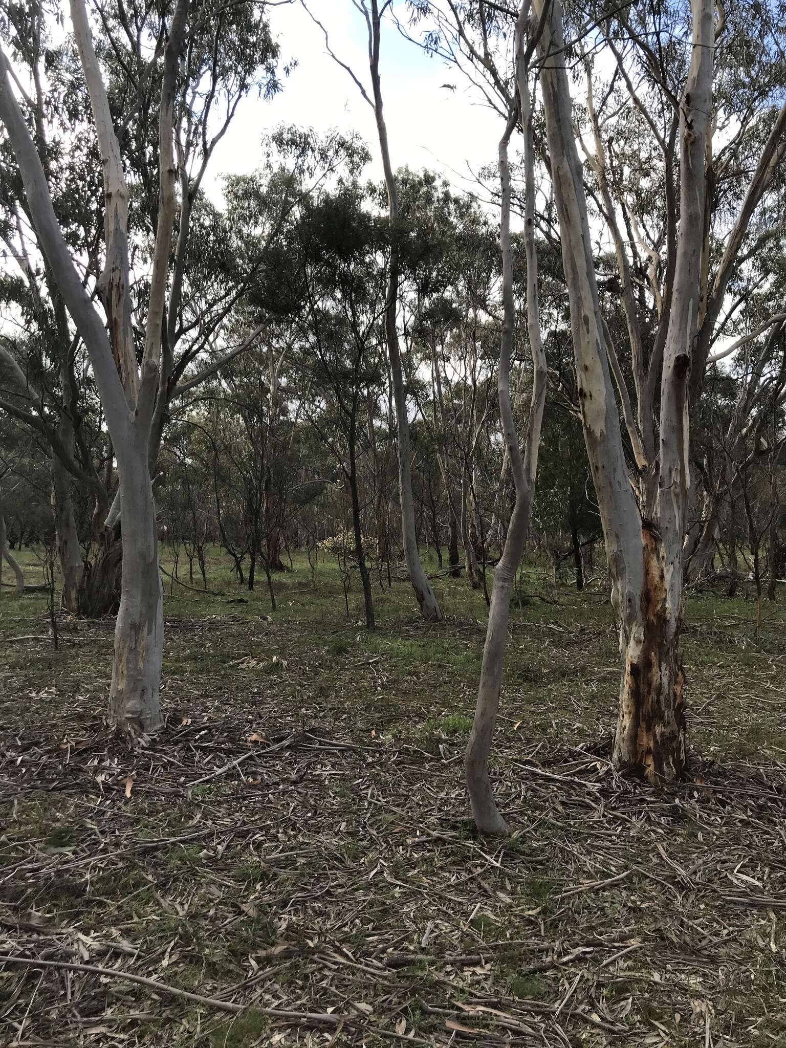 Image of snow gum