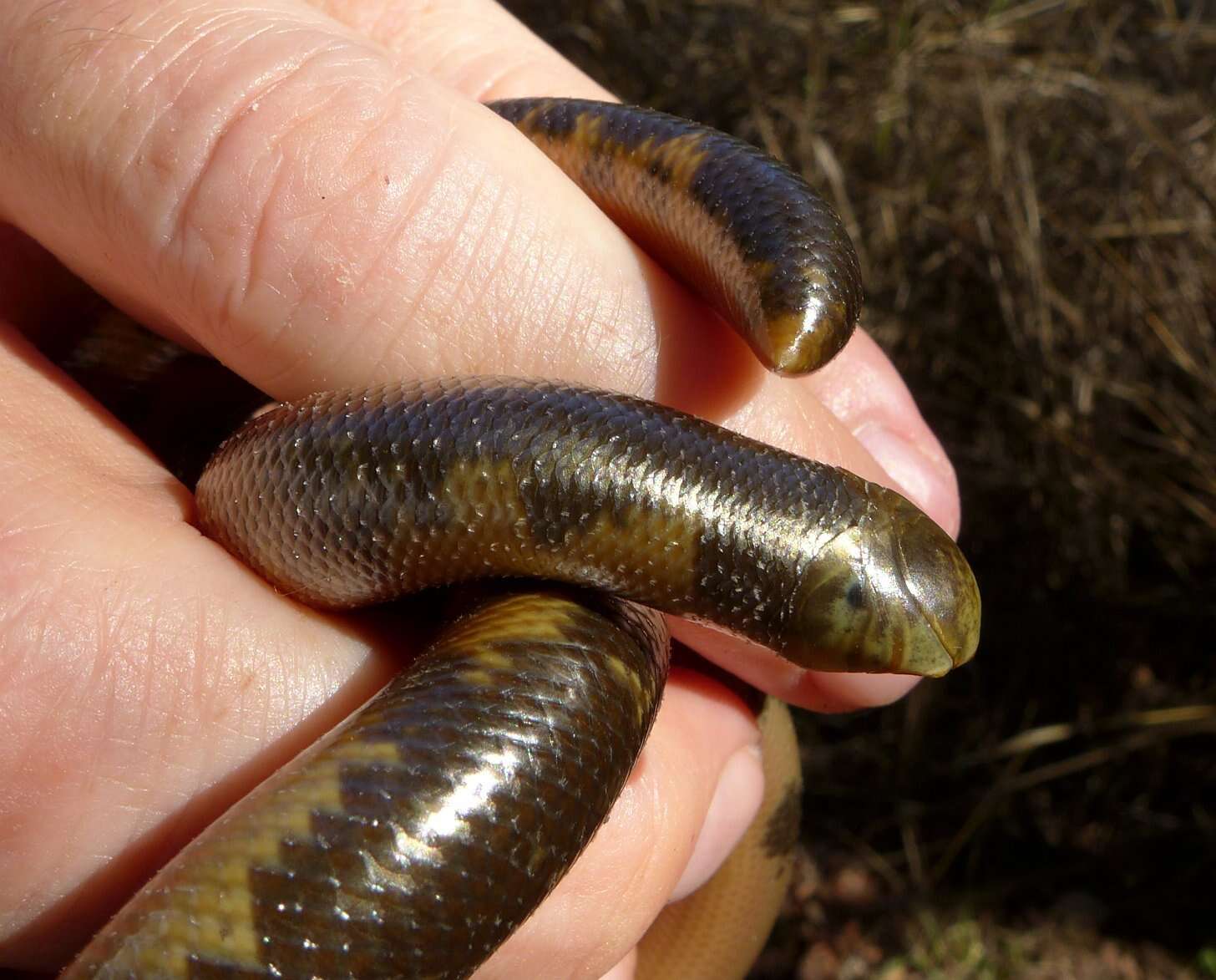 Image of Zambezi Blind Snake