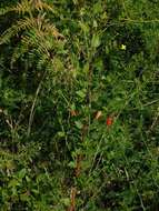 Image of Halleria elliptica Thunb.