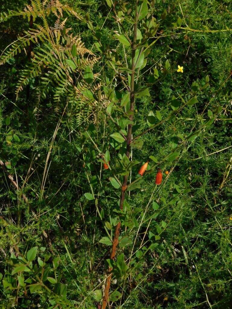 Image of Halleria elliptica Thunb.