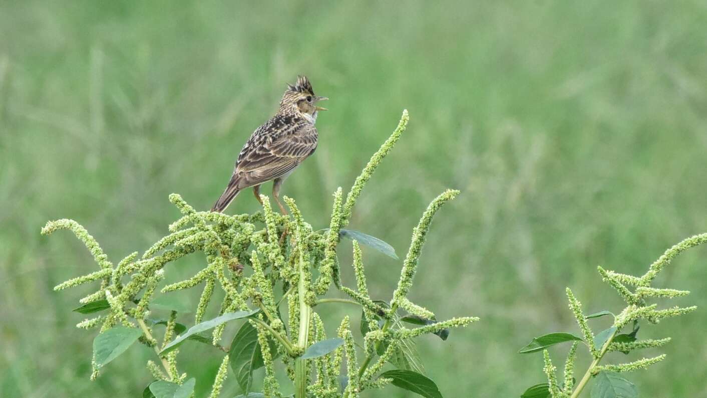 Image of Oriental Skylark