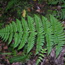 Image of Dryopteris intermedia subsp. maderensis (Milde ex Alston) Fraser-Jenk.