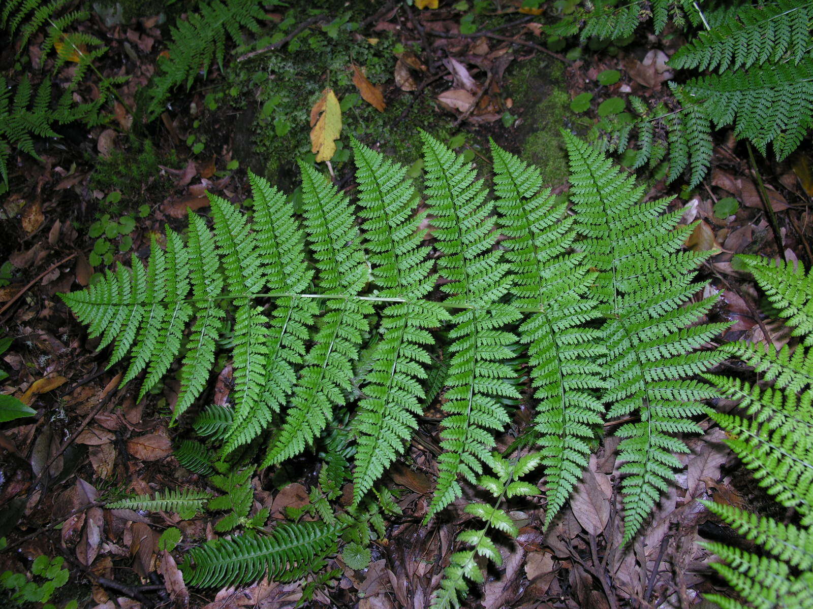 Image of Dryopteris intermedia subsp. maderensis (Milde ex Alston) Fraser-Jenk.