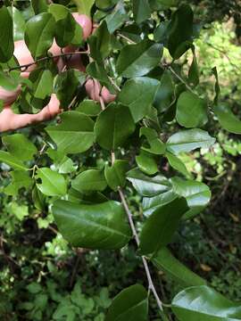 Image of krugiodendron