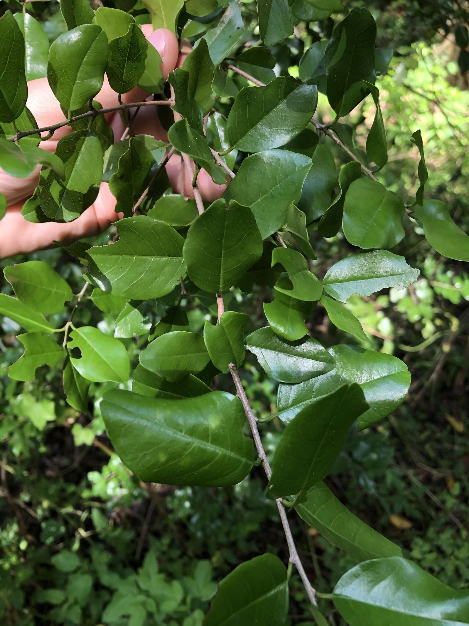 Image of krugiodendron