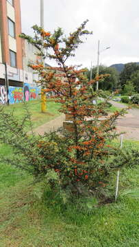 Image de Pyracantha coccinea M. J. Roemer