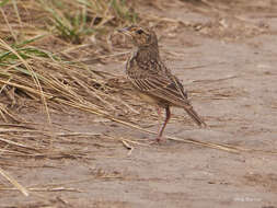 Image of White-tailed Bush Lark