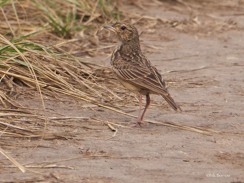 Image of White-tailed Bush Lark