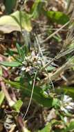 Image of beach knotweed