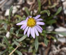 Image of <i>Erigeron <i>clokeyi</i></i> var. clokeyi