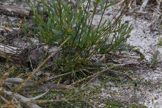 Image of Stylidium diuroides Lindl.