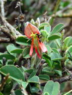 Plancia ëd Monomorium junodi Forel 1910