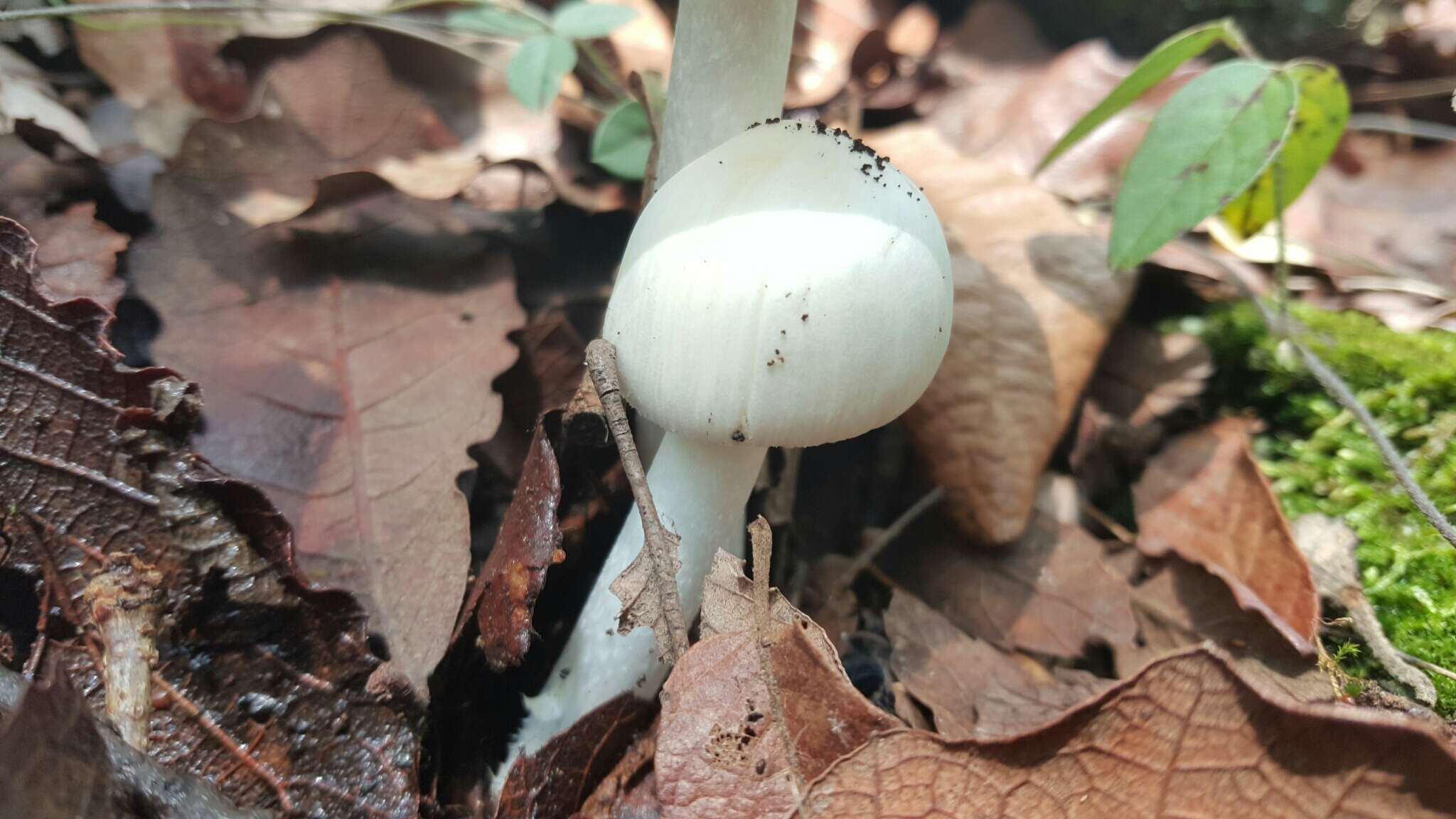 Image of Amanita bisporigera G. F. Atk. 1906